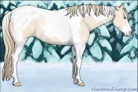 Horse Color:Perlino Sabino Tobiano 
