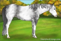 Horse Color:White Spotted Smoky Blue Roan Splash Rabicano