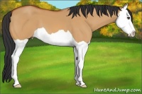 Horse Color:Bay Dun Splash 