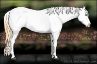 Horse Color:Buckskin Dun Sabino Splash Appaloosa 