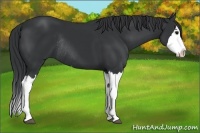 Horse Color:Black Sabino Splash Rabicano 