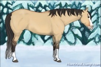 Horse Color:Bay Dun Sabino Splash