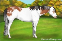 Horse Color:White Spotted Bay Splash Frame 