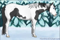 Horse Color:Smoky Black Splash Tobiano