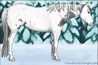 Horse Color:Black Splash Tobiano Appaloosa 