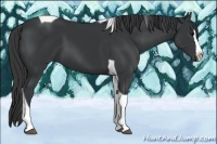 Horse Color:Black Sabino Splash Tobiano Rabicano 