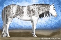 Horse Color:White Spotted Grullo Splash