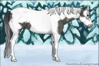 Horse Color:Black Splash Tobiano Frame 