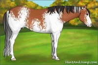 Horse Color:White Spotted Bay 