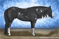Horse Color:White Spotted Black Splash Frame 