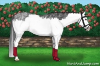 Horse Color:White Spotted Black Splash