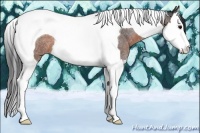 Horse Color:Brown Roan Splash Tobiano Rabicano