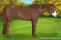 Horse Color:Chestnut Sabino Splash Frame 