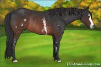 Horse Color:White Spotted Brown Sabino Frame Rabicano