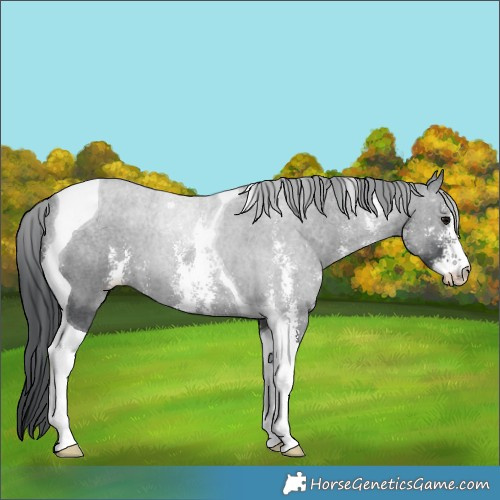 Horse Color:Black Sabino Tobiano 