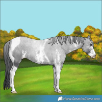 Horse Color:Black Sabino Tobiano