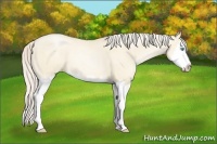 Horse Color:Gold Cream Champagne Pearl Dun Sabino Splash Rabicano