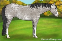 Horse Color:Smoky Grullo Ice Sabino Rabicano 