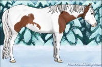 Horse Color:Silver Bay Sabino Splash Tobiano