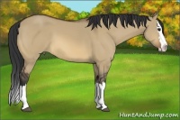 Horse Color:Bay Dun Sabino Splash