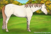Horse Color:Buckskin Pearl Dun Sabino 