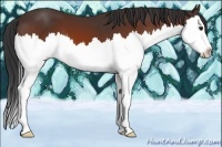 Horse Color:Bay Sabino Splash 