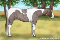 Horse Color:Liver Red Roan Splash Tobiano 