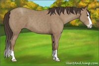 Horse Color:Classic Champagne Splash 