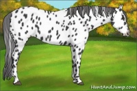 Horse Color:Black Appaloosa
