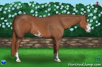 Horse Color:Chestnut Sabino