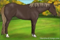 Horse Color:Liver Chestnut 