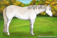 Horse Color:White Spotted Smoky Creme Rabicano