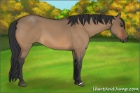 Horse Color:Bay Roan Dun 