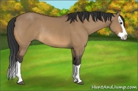 Horse Color:Bay Dun Splash Rabicano 