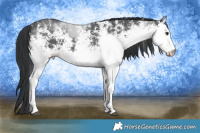 Horse Color:White Spotted Black