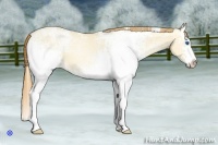 Horse Color:White Spotted Gold Champagne Ice Pearl Dun Sabino Splash