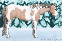 Horse Color:Bay Splash Tobiano Appaloosa 