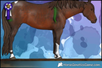 Horse Color:Liver Chestnut Tobiano 