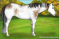 Horse Color:White Spotted Bay Dun Sabino Splash 