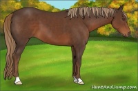 Horse Color:Liver Chestnut