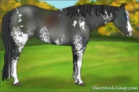 Horse Color:White Spotted Black Splash Rabicano 