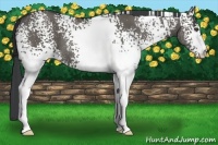 Horse Color:White Spotted Grullo