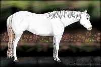 Horse Color:Smoky Black Tobiano Frame Appaloosa 