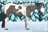 Horse Color:Grullo Splash Tobiano Rabicano