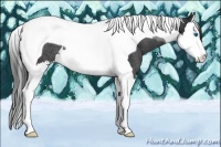 Horse Color:Black Sabino Splash Tobiano Rabicano