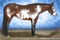 Horse Color:White Spotted Bay Splash Frame 