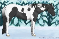 Horse Color:Black Tobiano 