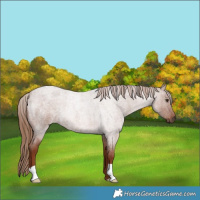 Horse Color:Red Roan 