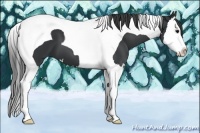 Horse Color:Black Splash Tobiano