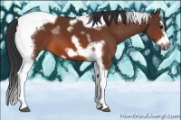 Horse Color:Bay Splash Tobiano Frame